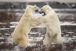 263BCF5300000578-2975868-The_polar_bears_were_reportedly_play_fighting_for_several_minute-a-5_1425322803747